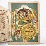 E J Stanley Early 20th C. Anatomical Flip Diagram - Chart 2, Female