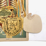E J Stanley Early 20th C. Anatomical Flip Diagram - Chart 2, Female