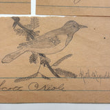 Ruth Reynold's Six Sweet Bird Drawings