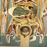 E J Stanley Early 20th C. Anatomical Flip Diagram - Chart 2, Female
