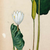 Early 20th C. Waterlily Botanical Watercolor on Board