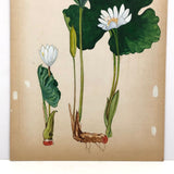 Early 20th C. Waterlily Botanical Watercolor on Board