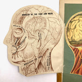 Early 20th C. Fold Out Illustration: Head and Brain