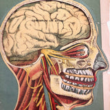 Early 20th C. Fold Out Illustration: Head and Brain