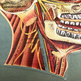 Early 20th C. Fold Out Illustration: Head and Brain