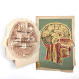 Early 20th C. Fold Out Illustration: Head and Brain