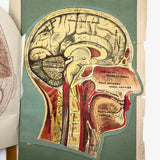 Early 20th C. Fold Out Illustration: Head and Brain