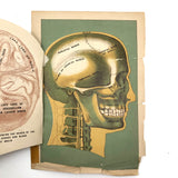 Early 20th C. Fold Out Illustration: Head and Brain