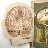 Early 20th C. Fold Out Illustration: Head and Brain