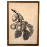 Pears on Branch, Lovely 1868 Graphite Drawing, Framed as Found