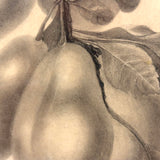 Pears on Branch, Lovely 1868 Graphite Drawing, Framed as Found