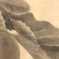 Pears on Branch, Lovely 1868 Graphite Drawing, Framed as Found