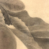 Pears on Branch, Lovely 1868 Graphite Drawing, Framed as Found