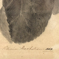 Pears on Branch, Lovely 1868 Graphite Drawing, Framed as Found