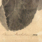 Pears on Branch, Lovely 1868 Graphite Drawing, Framed as Found