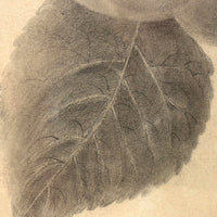 Pears on Branch, Lovely 1868 Graphite Drawing, Framed as Found