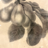 Pears on Branch, Lovely 1868 Graphite Drawing, Framed as Found