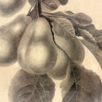 Pears on Branch, Lovely 1868 Graphite Drawing, Framed as Found