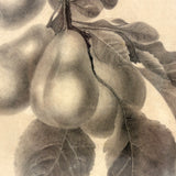 Pears on Branch, Lovely 1868 Graphite Drawing, Framed as Found