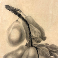 Pears on Branch, Lovely 1868 Graphite Drawing, Framed as Found