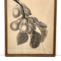 Pears on Branch, Lovely 1868 Graphite Drawing, Framed as Found