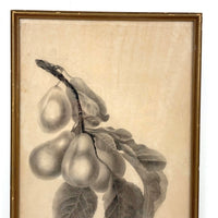 Pears on Branch, Lovely 1868 Graphite Drawing, Framed as Found