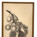 Pears on Branch, Lovely 1868 Graphite Drawing, Framed as Found