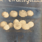 Hail Stones, Perth Amboy, NJ, June 23, 1906, Perfectly Silvered Real Photo Postcard