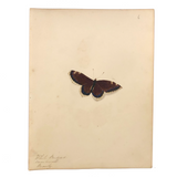 White Bordered Camberwell Beauty, 19th Century Ink and Watercolor Butterly