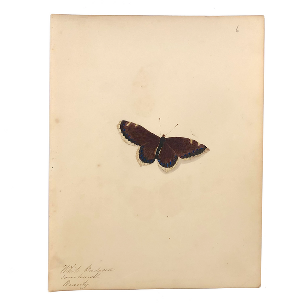 White Bordered Camberwell Beauty, 19th Century Ink and Watercolor Butterly