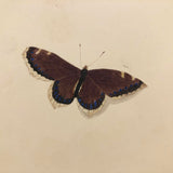 White Bordered Camberwell Beauty, 19th Century Ink and Watercolor Butterly