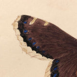 White Bordered Camberwell Beauty, 19th Century Ink and Watercolor Butterly