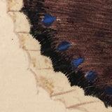 White Bordered Camberwell Beauty, 19th Century Ink and Watercolor Butterly