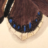 White Bordered Camberwell Beauty, 19th Century Ink and Watercolor Butterly