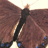 White Bordered Camberwell Beauty, 19th Century Ink and Watercolor Butterly