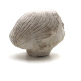 Soulful, Beautiful Marble Carved Woman's Head with Bun