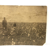 Cotton Pickers, Hugely Atmopheric Antique Real Photo Postcard