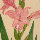 Watercolor of a Gladiola, From Nature, by Marian Marcelin, 1878