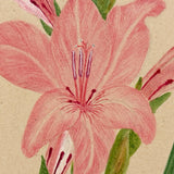 Watercolor of a Gladiola, From Nature, by Marian Marcelin, 1878