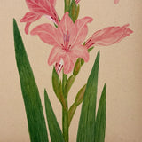 Watercolor of a Gladiola, From Nature, by Marian Marcelin, 1878
