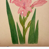 Watercolor of a Gladiola, From Nature, by Marian Marcelin, 1878