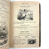 How to Talk (Or Primary Lessons in the English Language), 1882, With Excellent Endpapers and Energetic Hand-coloring
