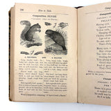 How to Talk (Or Primary Lessons in the English Language), 1882, With Excellent Endpapers and Energetic Hand-coloring
