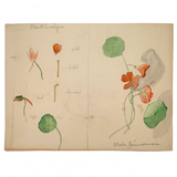Elsie Zimmerman's Nasturtium Plant Analysis School Watercolor, c. 1930s