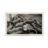 Congregation of Alligators, Descriptive of Many Contexts 1939 Glossy Velox Snapshot