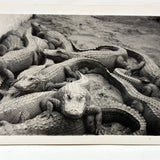 Congregation of Alligators, Descriptive of Many Contexts 1939 Glossy Velox Snapshot
