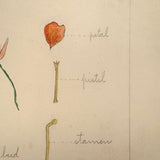Elsie Zimmerman's Nasturtium Plant Analysis School Watercolor, c. 1930s