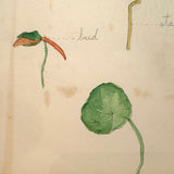 Elsie Zimmerman's Nasturtium Plant Analysis School Watercolor, c. 1930s