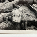 Congregation of Alligators, Descriptive of Many Contexts 1939 Glossy Velox Snapshot