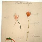 Elsie Zimmerman's Nasturtium Plant Analysis School Watercolor, c. 1930s